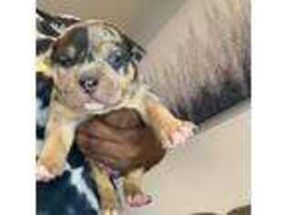 Mutt Puppy for sale in Southfield, MI, USA