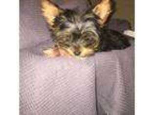 Yorkshire Terrier Puppy for sale in Alcoa, TN, USA