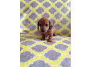 Dachshund Puppy for sale in Muncy, PA, USA