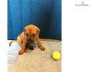 Rhodesian Ridgeback Puppy for sale in Fort Worth, TX, USA