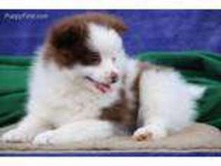 Pomeranian Puppy for sale in Kirkwood, PA, USA