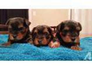 Yorkshire Terrier Puppy for sale in SAN ANTONIO, TX, USA