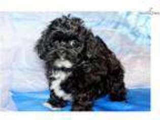 Shih-Poo Puppy for sale in Sioux City, IA, USA