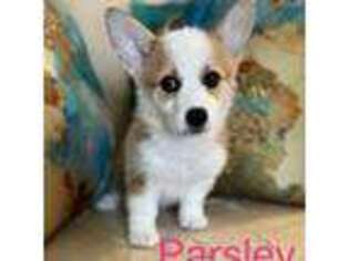 Pembroke Welsh Corgi Puppy for sale in Lindsay, CA, USA