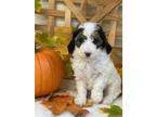 Mutt Puppy for sale in Middlesex, NY, USA