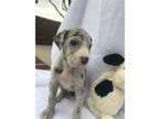 Great Dane Puppy for sale in Sanger, CA, USA