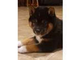 Shiba Inu Puppy for sale in Mohnton, PA, USA