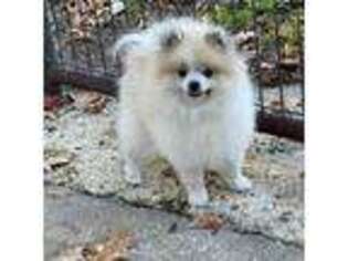 Pomeranian Puppy for sale in Hemingway, SC, USA