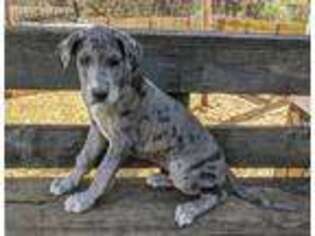 Great Dane Puppy for sale in Easley, SC, USA