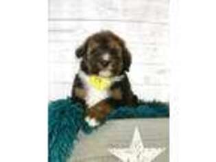 Mutt Puppy for sale in Troutman, NC, USA
