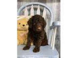 Goldendoodle Puppy for sale in Red House, WV, USA