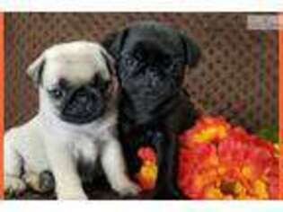 Pug Puppy for sale in Nashville, TN, USA