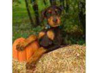 Doberman Pinscher Puppy for sale in Canonsburg, PA, USA