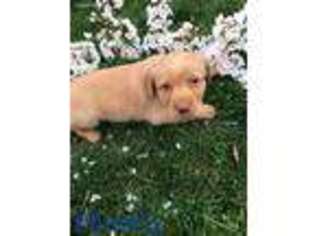 Labrador Retriever Puppy for sale in Dayton, VA, USA