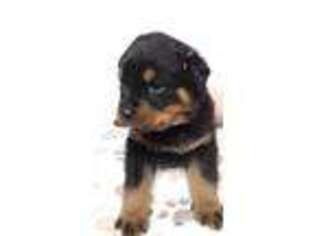 Rottweiler Puppy for sale in Oakridge, OR, USA