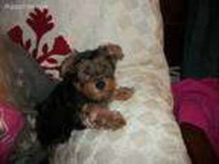 Yorkshire Terrier Puppy for sale in Plymouth, WI, USA