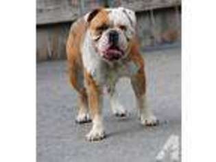 Olde English Bulldogge Puppy for sale in AUBURN, NY, USA