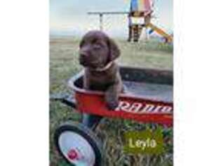 Labrador Retriever Puppy for sale in Wayland, IA, USA