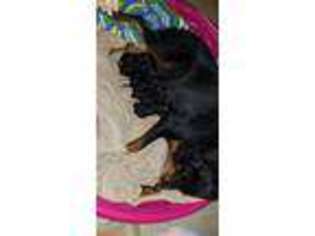 Rottweiler Puppy for sale in Adelanto, CA, USA