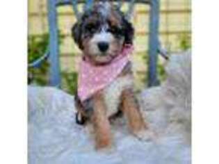 Mutt Puppy for sale in Snohomish, WA, USA
