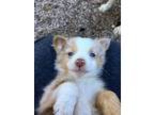 Miniature Australian Shepherd Puppy for sale in Carmel, CA, USA