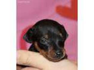 Miniature Pinscher Puppy for sale in Wilkes Barre, PA, USA