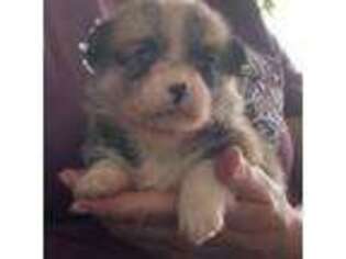 Pembroke Welsh Corgi Puppy for sale in Canton, GA, USA