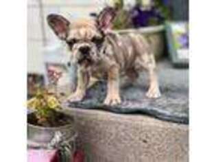 French Bulldog Puppy for sale in Arnold, NE, USA