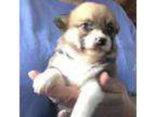 Pembroke Welsh Corgi Puppy for sale in Canton, GA, USA