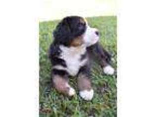 Bernese Mountain Dog Puppy for sale in Lehigh Acres, FL, USA