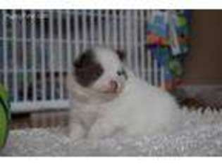 Pomeranian Puppy for sale in Walton, KY, USA