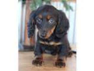 Dachshund Puppy for sale in Wentworth, MO, USA