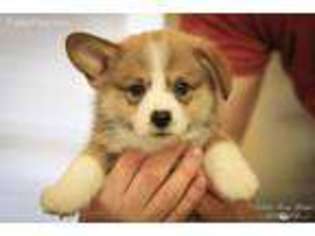 Pembroke Welsh Corgi Puppy for sale in Springtown, TX, USA