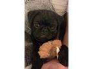 Pug Puppy for sale in Stafford, VA, USA