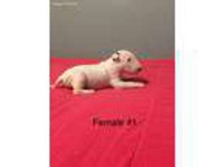 Bull Terrier Puppy for sale in Waco, TX, USA