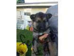 German Shepherd Dog Puppy for sale in Atchison, KS, USA