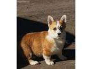 Pembroke Welsh Corgi Puppy for sale in Midland, MI, USA