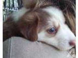 Border Collie Puppy for sale in LARGO, FL, USA