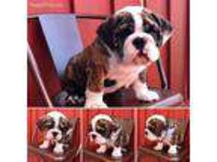 Bulldog Puppy for sale in Mechanicsburg, PA, USA