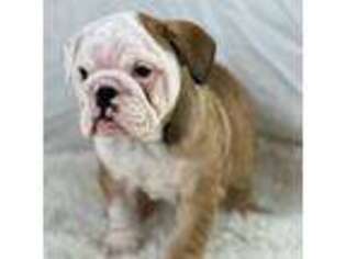 Bulldog Puppy for sale in West Columbia, SC, USA