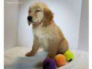 Golden Retriever Puppy for sale in Bassett, NE, USA