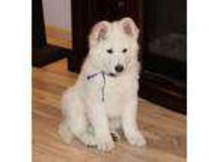 German Shepherd Dog Puppy for sale in Winlock, WA, USA