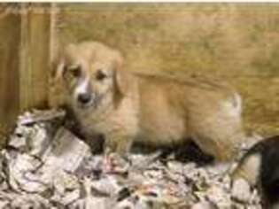 Pembroke Welsh Corgi Puppy for sale in Homosassa, FL, USA