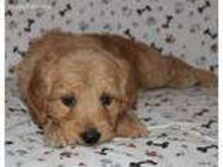 Goldendoodle Puppy for sale in Exeter, ME, USA