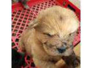 Chow Chow Puppy for sale in Denver, CO, USA
