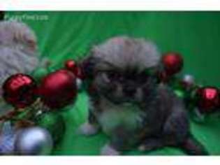 Tibetan Spaniel Puppy for sale in Granby, CT, USA