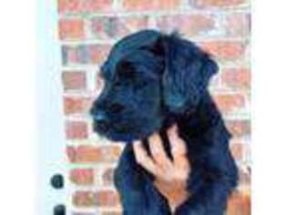 Mutt Puppy for sale in Newton, NC, USA