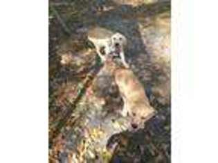 Labrador Retriever Puppy for sale in Keystone Heights, FL, USA