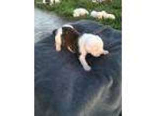 American Bulldog Puppy for sale in Lebo, KS, USA