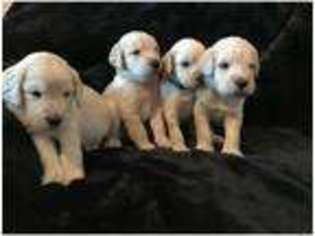 Labradoodle Puppy for sale in Corby, Northamptonshire (England), United Kingdom